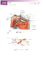 Sobotta Atlas of Human Anatomy  Head,Neck,Upper Limb Volume1 2006, page 233